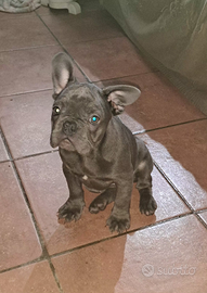 Bulldog francese esotico