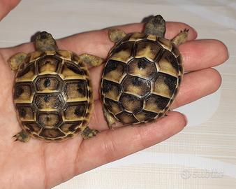 Tartarughe di terra