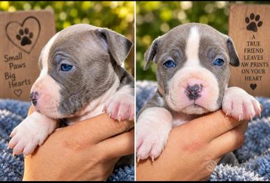 Amstaff Blue cuccioli