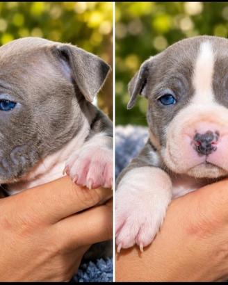 Amstaff Blue cuccioli