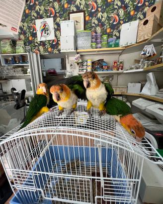 Caicco testa gialla