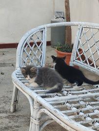 gattino 