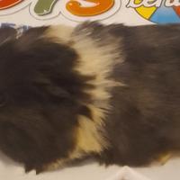 Cavia razza coronet