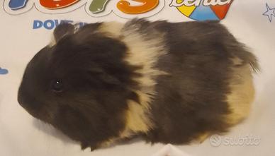 Cavia razza coronet