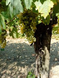 UVA DA VINO-BENEVENTO