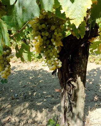 UVA DA VINO-BENEVENTO