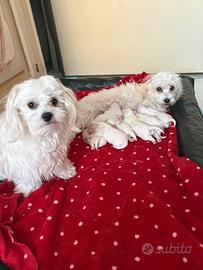 Cuccioli Maltese