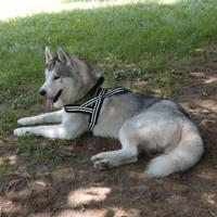 Siberian husky per monta