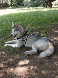 Siberian husky per monta