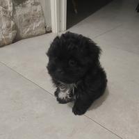 Cucciolo Shih Tzu/Yorkshire