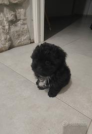 Cucciolo Shih Tzu/Yorkshire