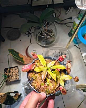 Piante Carnivore 