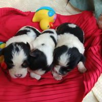 Simpatici Cuccioli Biewer Yorkshire Terrier