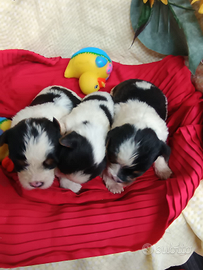 Simpatici Cuccioli Biewer Yorkshire Terrier