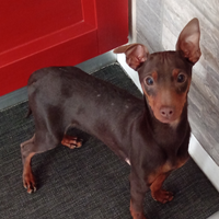 Cucciolo di Pinscher bicolore focato