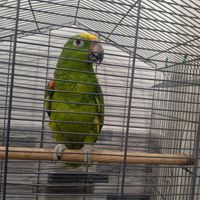 Pappagallo femmina amazzone fronte giallo