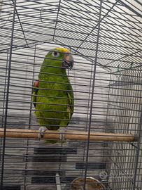 Pappagallo amazzone fronte giallo