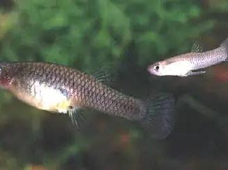 Gambusie mangia zanzare
