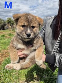 Cuccioli akita americano