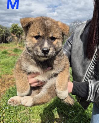Cuccioli akita americano