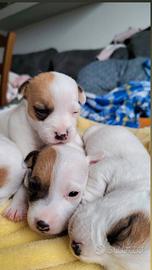 Jack Russell terrier puri