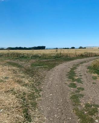 Seminativo Irriguo + Bosco 9 ha Rif.0856