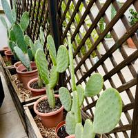 Piante Fico d’india