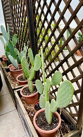 Piante Fico d’india