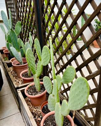 Piante Fico d’india