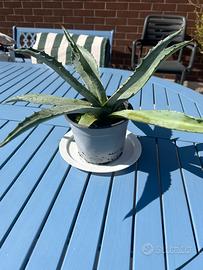 Agave con 2 piantine figlie