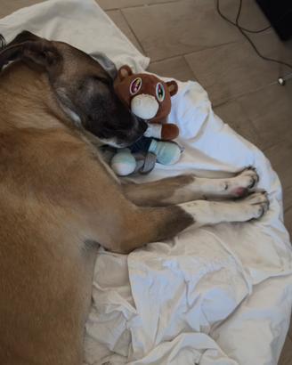 Cucciolone di 11 mesi