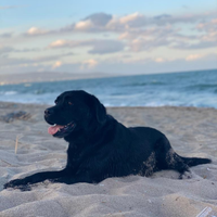 Labrador Retriever con pedigree ENCI per monta