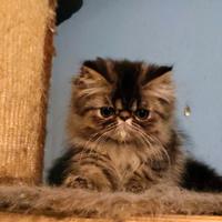 Cuccioli Persiano- Exotic