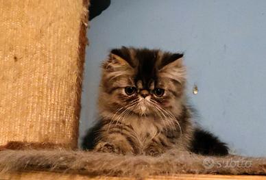 Cuccioli Persiano- Exotic