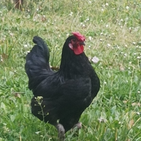 Gallo Nero