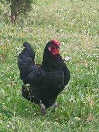 Gallo Nero