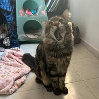 Cuccioli di Maine Coon