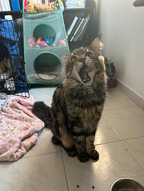 Cuccioli di Maine Coon