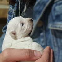 Cuccioli Maltese