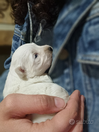 Cuccioli Maltese