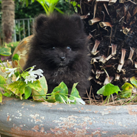 Spitz Tedesco Nano - Pomerania con Pedigree