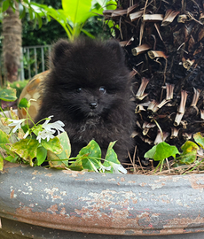 Spitz Tedesco Nano - Pomerania con Pedigree