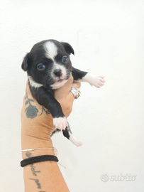 Chiguahua peli lunghi