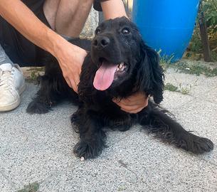 Cuccioli di cocker