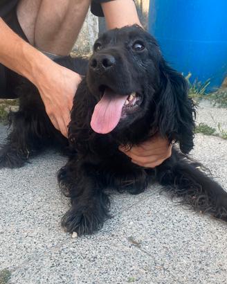 Cuccioli di cocker