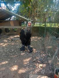 Galline brama