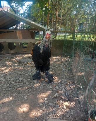 Galline brama