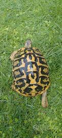 Tartaruga