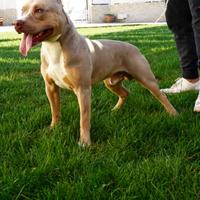 American Pitbull UKC TRILILAC Accoppiamento/Monte