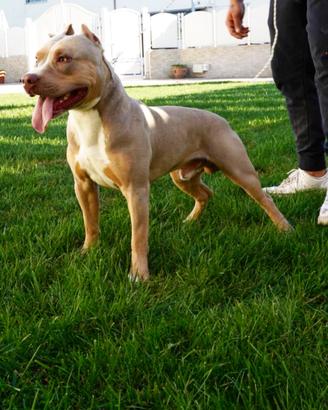 American Pitbull UKC TRILILAC Accoppiamento/Monte